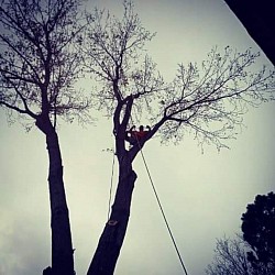 Tree pruning