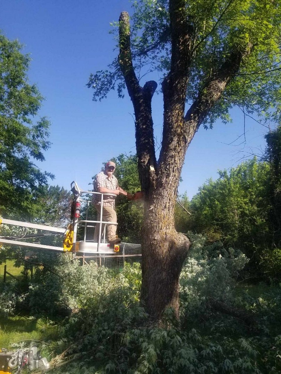 Pine tree removal