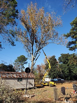 Removing dangerous limbs