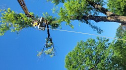 Removing limbs over a structure.